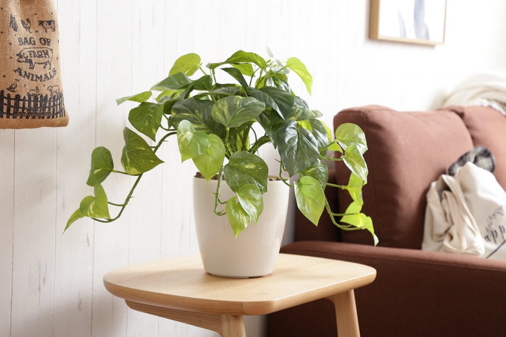 人工観葉植物でグリーンのある暮らし♪の画像